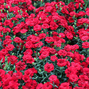 Dianthus 'Passion' 1L -