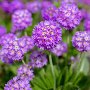 Primula denticulata Lilac (Drumstick Primrose) 9cm/1.5L -