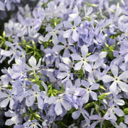 Phlox divaricata 'Clouds of Perfume' 9cm -