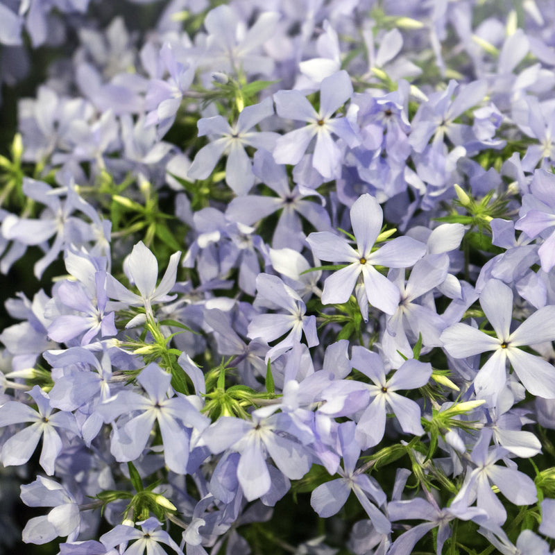 Phlox divaricata 'Clouds of Perfume' 9cm -