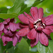 Calycanthus Floridus 3L -
