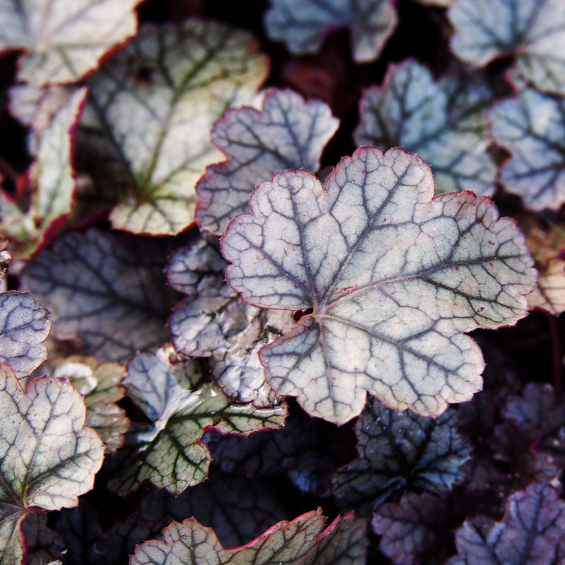 Heuchera 'Silverberry' 2L -