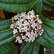 Viburnum davidii 9cm -