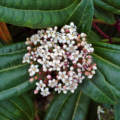 Viburnum davidii 9cm -