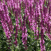 Salvia x superba Merleau Rose 9cm -