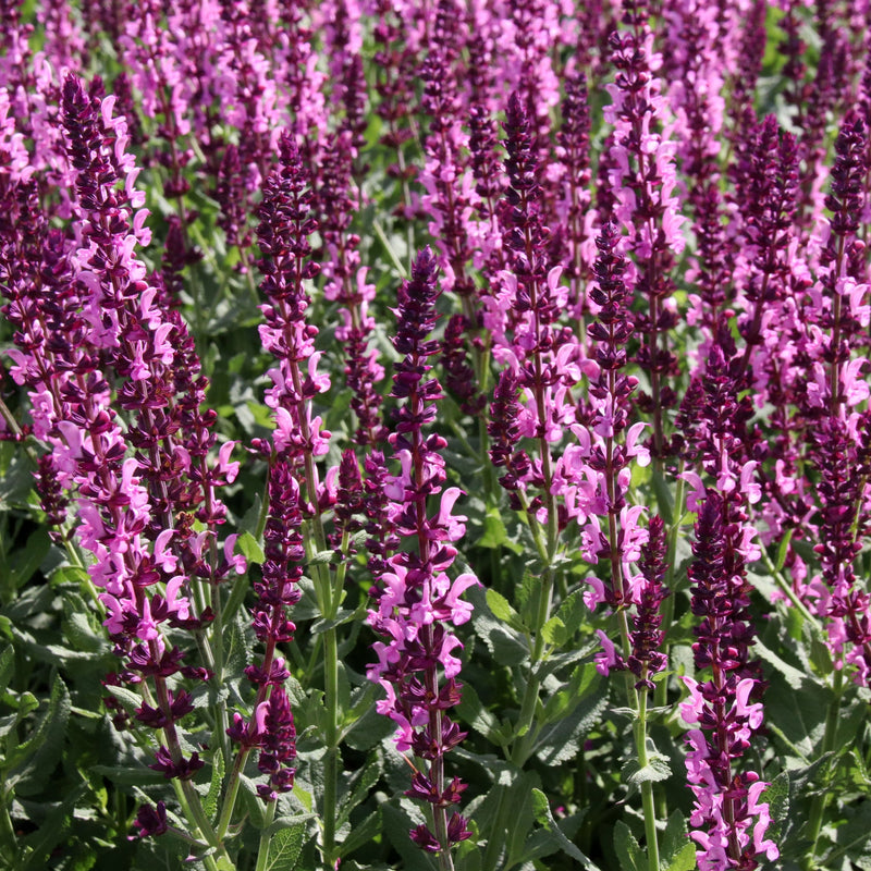 Salvia x superba Merleau Rose 9cm -