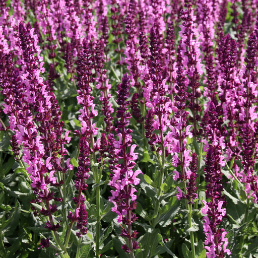 Salvia x superba Merleau Rose 9cm -