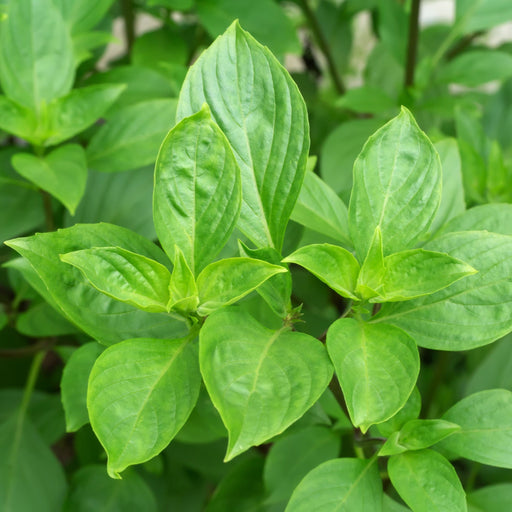 Sweet Basil (Herb) 9cm -