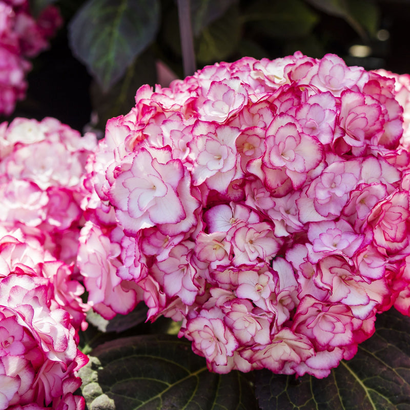 Hydrangea macrophylla 'Miss Saori' 9cm -