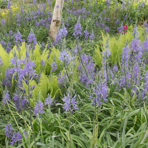 Camassia leichtlinii ‘Caerulea’ 9cm Pot -