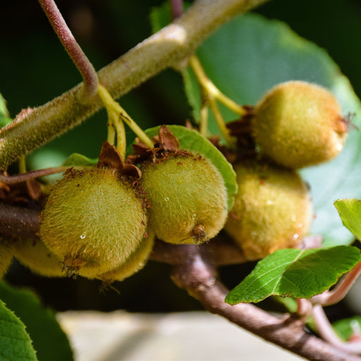 Kiwi Jenny (Actinidia deliciosa) 2L -