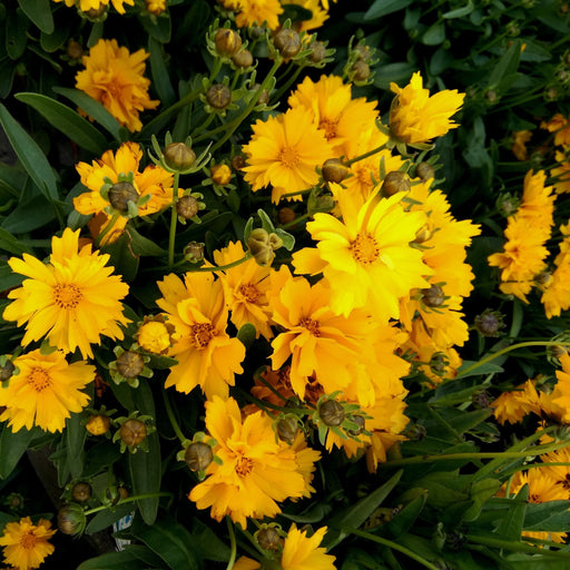 Coreopsis grandiflora 'Presto' 9cm -