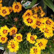 Coreopsis grandiflora Sunfire 9cm/1.5L -
