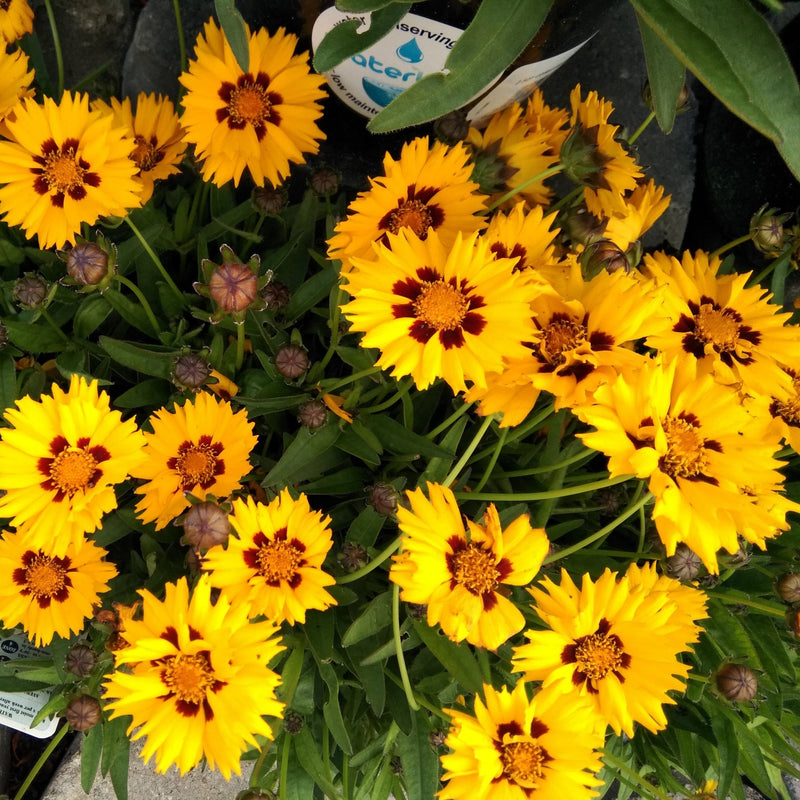 Coreopsis grandiflora Sunfire 9cm/1.5L -