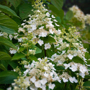 Hydrangea paniculata 'Kyushu' 2/9.5L -