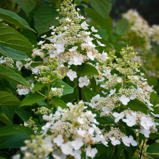 Hydrangea paniculata 'Kyushu' 2/9.5L -
