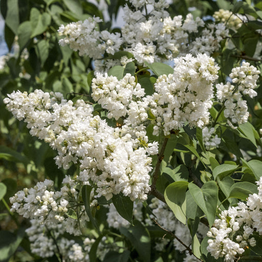 Syringa vulgaris 'Madame Lemoine' (Common Lilac) 2L -