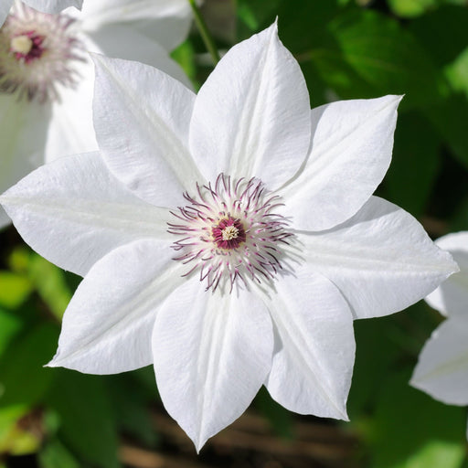 Clematis 'Destiny' 60cm -