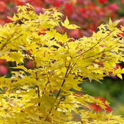 Acer palmatum Bi-ho 3L - Home & Garden > Plants > Indoor & Outdoor Plants > Landscaping & Garden Plants