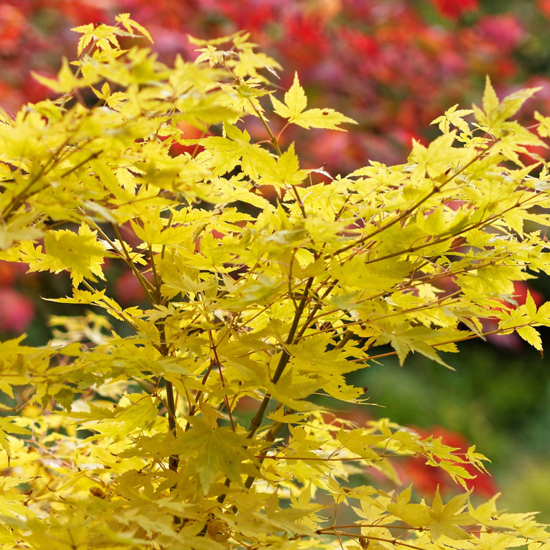 Acer palmatum Bi-ho 3L - Home & Garden > Plants > Indoor & Outdoor Plants > Landscaping & Garden Plants