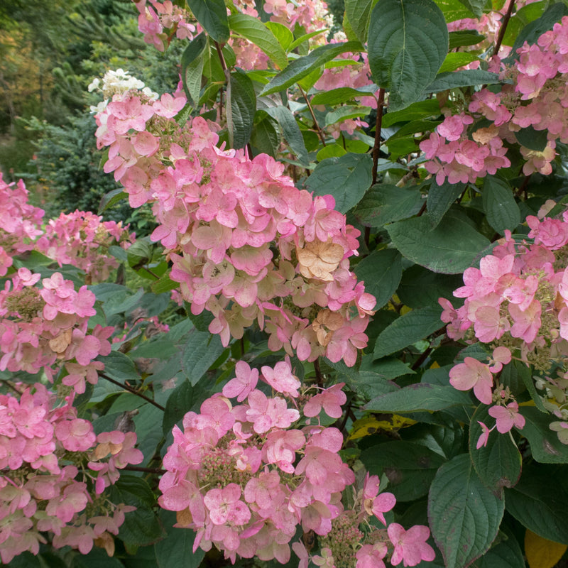 Hydrangea paniculata 'Pink Diamonds' 1/2L -