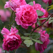 Pink Perpetue | Climbing Rose | 4L Potted Rose (PRE ORDER DECEMBER '25) -