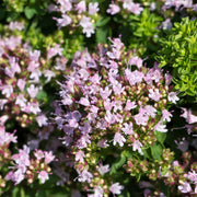 Marjoram compact 9cm -