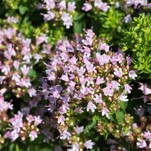 Marjoram compact 9cm -