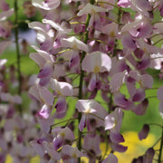 Wisteria floribunda 'Rosea' on Frame 1M 4L -
