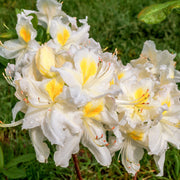 Azalea knaphill 'White Throat' 5L (80-90cm inc. pot) -