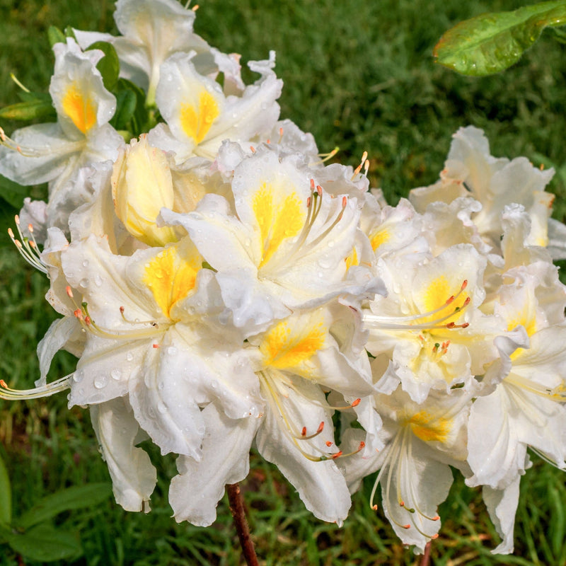 Azalea knaphill 'White Throat' 5L (80-90cm inc. pot) -