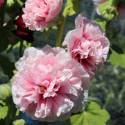 Alcea rosea plena 'Charters Rose Pink' 9cm -