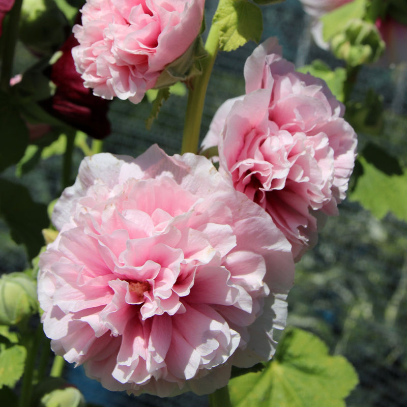 Alcea rosea plena 'Charters Rose Pink' 9cm -