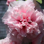 Alcea rosea plena 'Charters Rose Pink' 9cm -