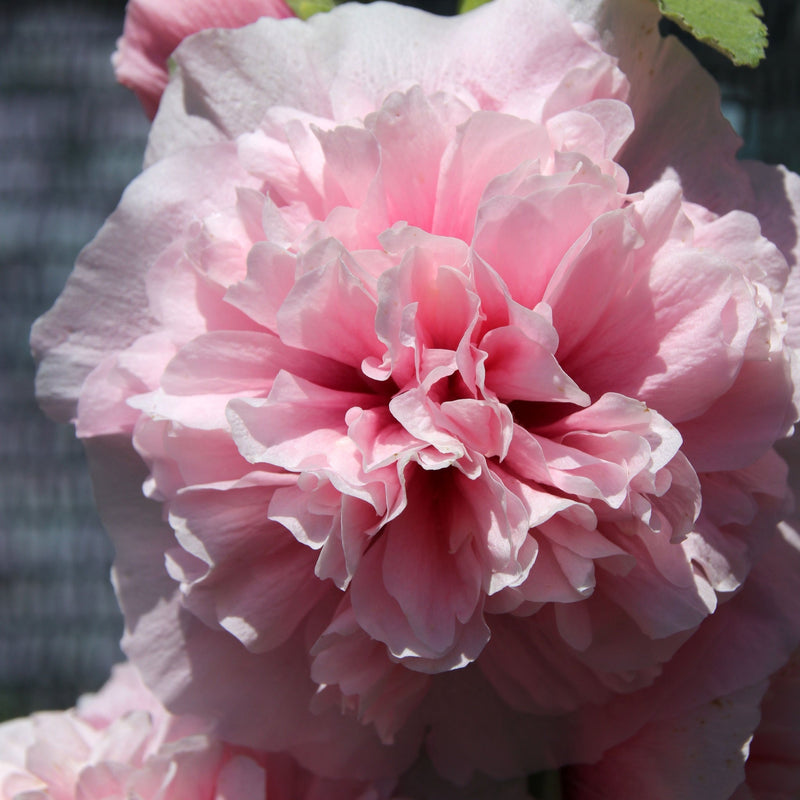 Alcea rosea plena 'Charters Rose Pink' 9cm -