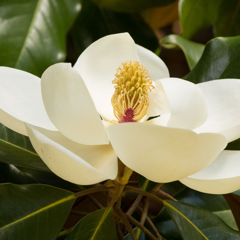 Evergreen Magnolia | Fairy Magnolia ‘Honey Velvet’ | 60-70cm -