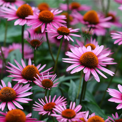 Echinacea 'Magnus' 9cm Pot -
