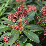 Skimmia japonica Rubella 9cm-10L -