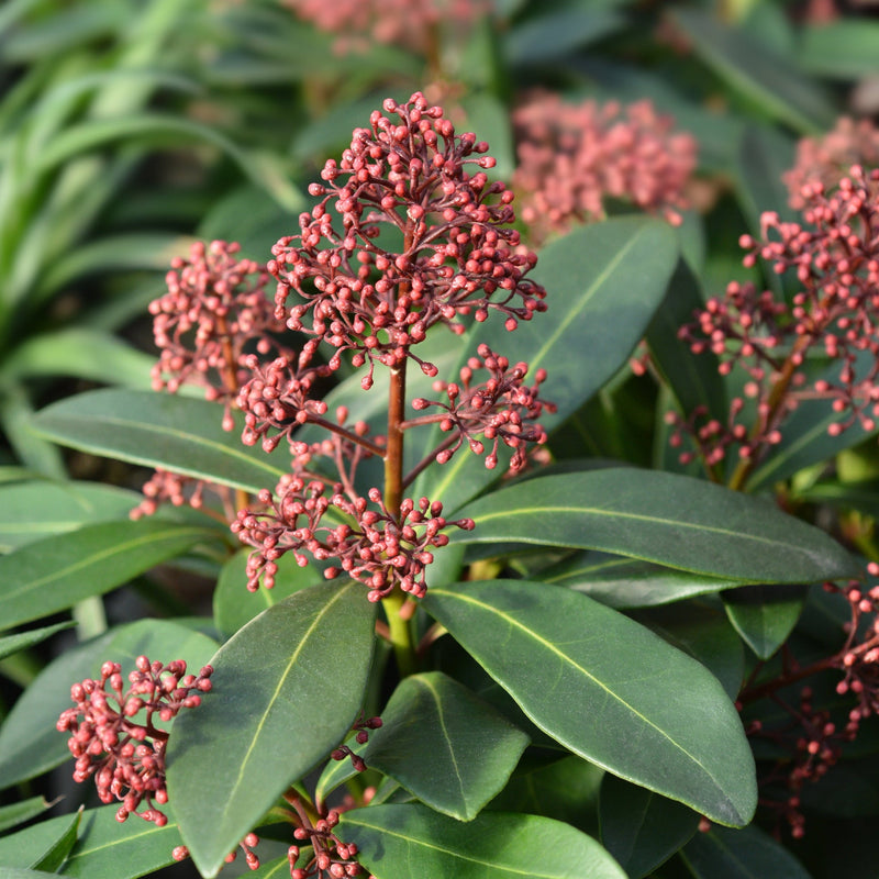 Skimmia japonica Rubella (Including Gift Wrap) -