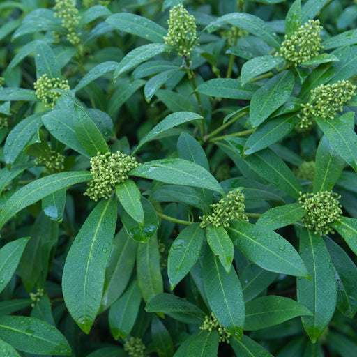 Skimmia × confusa 'Kew Green' 2L / 5L -