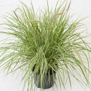 Pennisetum 'Sky Rocket' Ornamental Grass -