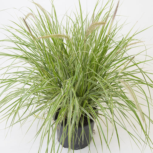 Pennisetum 'Sky Rocket' Ornamental Grass -