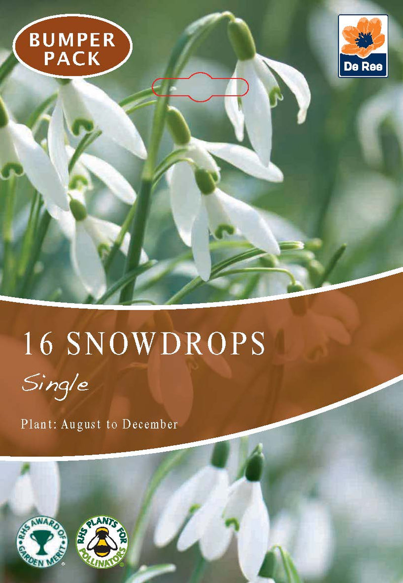 Snowdrops (16 Bulbs) -