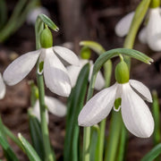 Snowdrops (16 Bulbs) -