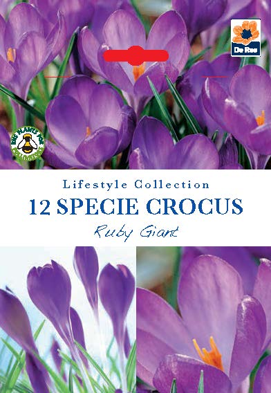Specie Crocus 'Ruby Giant' (12 Bulbs) -