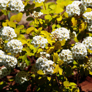 Huge Spiraea- Gold Fountain 10L