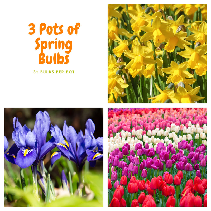 Our selection of 3 Potted Spring Bulbs -