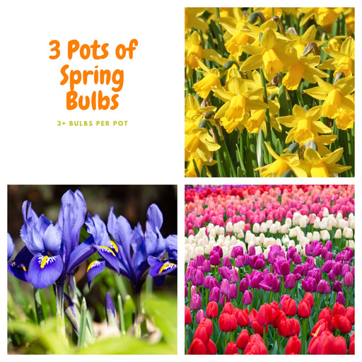 Our selection of 3 Potted Spring Bulbs -