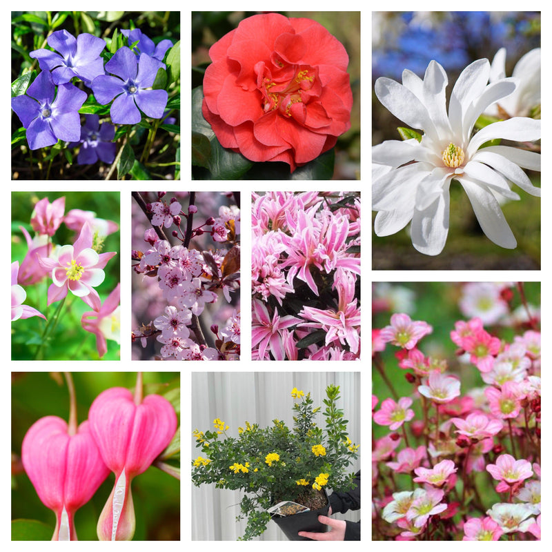 Spring Flowering Mega Bundle -
