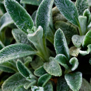 Stachys lanata 9cm / 2L -